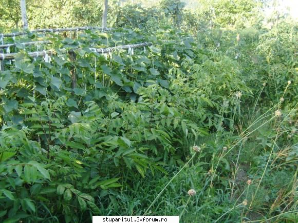 Evodia - In al doilea in pepiniera - gradina de legume - BAZA MELIFERA - PLANTE , ARBUSTI , ARBORI