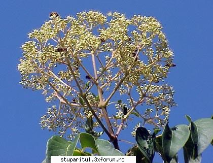 Evodia - asta este evodia - BAZA MELIFERA - PLANTE , ARBUSTI , ARBORI