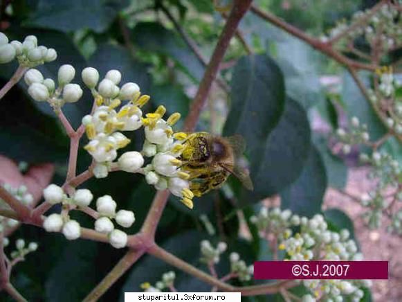 Evodia - mariancon75 - BAZA MELIFERA - PLANTE , ARBUSTI , ARBORI