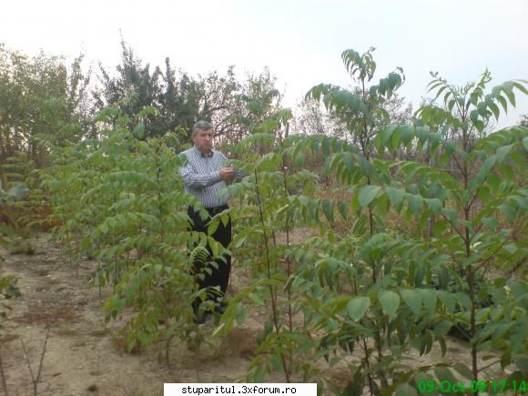 Evodia - puieti de evodia de 2ani si 2 m - BAZA MELIFERA - PLANTE , ARBUSTI , ARBORI