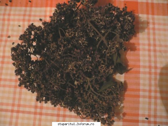 Evodia - fructe de evodia culese din HU la inceputul lunii - BAZA MELIFERA - PLANTE , ARBUSTI , ARBORI