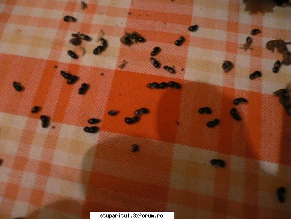 Evodia - si cateva seminte care s-au scuturat pe masa - BAZA MELIFERA - PLANTE , ARBUSTI , ARBORI