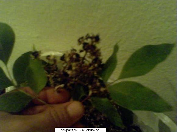 Evodia - am recoltat seminte astazi da sunt cam moi ..nu - BAZA MELIFERA - PLANTE , ARBUSTI , ARBORI