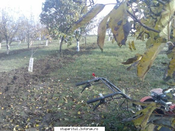 Evodia - corect sfinte spiridon,erau elvetieni ca daca ar - BAZA MELIFERA - PLANTE , ARBUSTI , ARBORI