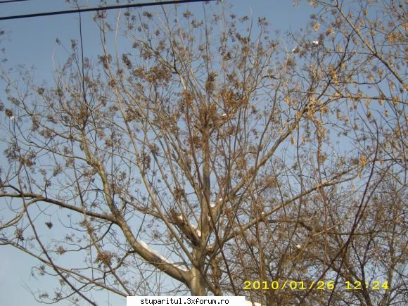 Evodia - am promis cateva poze cu evodia ..pentru unii - BAZA MELIFERA - PLANTE , ARBUSTI , ARBORI