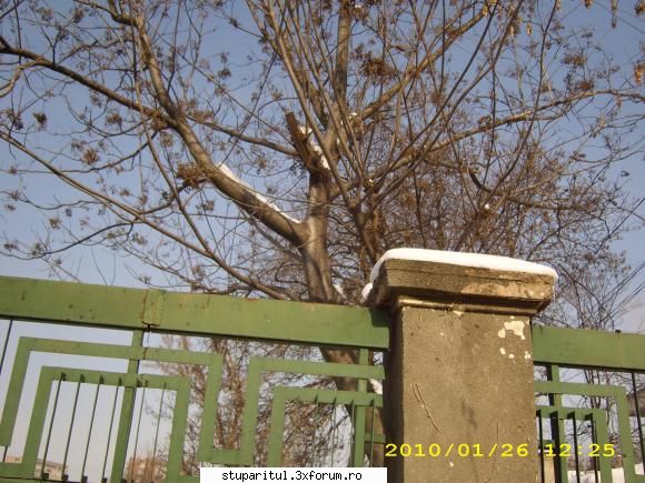 Evodia - sfantul spiridon - BAZA MELIFERA - PLANTE , ARBUSTI , ARBORI