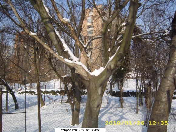 Evodia - sfantul spiridon - BAZA MELIFERA - PLANTE , ARBUSTI , ARBORI