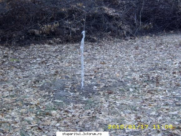 Evodia - de ce nu incerci puieti? la anul asta infloreste - BAZA MELIFERA - PLANTE , ARBUSTI , ARBORI