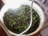 Evodia - seminte - germinare - Angelica , la fel ca tine o sa - BAZA MELIFERA - PLANTE , ARBUSTI , ARBORI