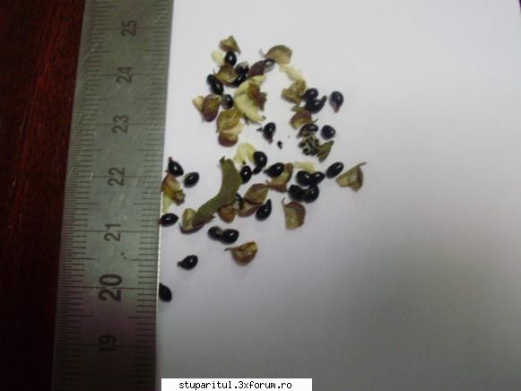 Evodia - seminte - germinare - costid - BAZA MELIFERA - PLANTE , ARBUSTI , ARBORI