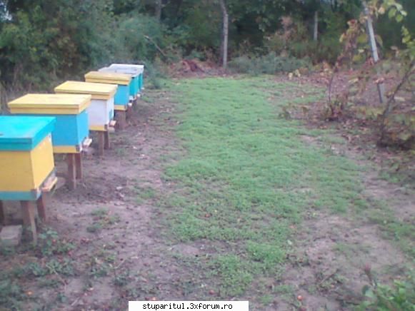 Facelia de septembrie - Normal, am plantat a doua oara intre 1-15 iulie - POZE