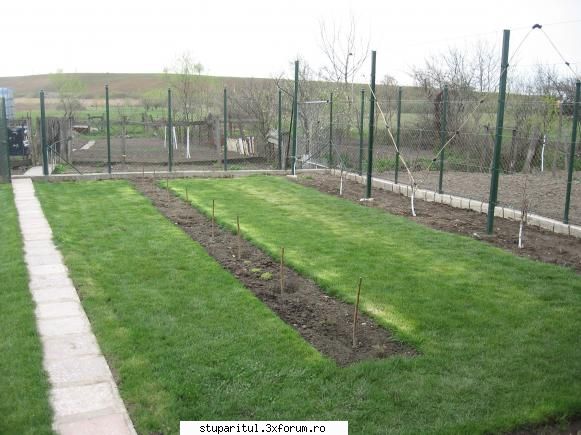 Fetitele mele dragi - Cei 8 pomi plantati in rand la 120 de cm distanta - PAGINI PERSONALE ! CINE SUNT EU ?