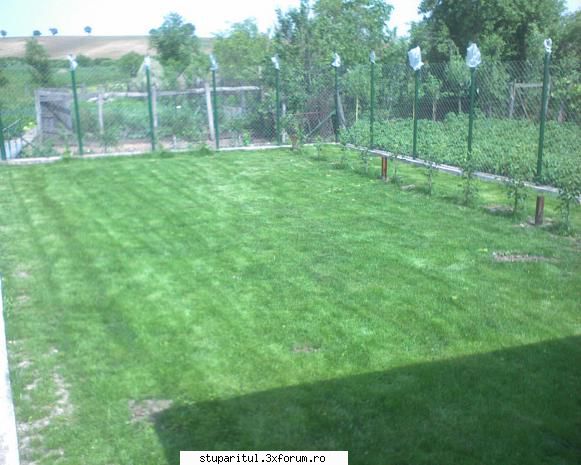 fetitele mele dragi gazon primul peri plantati inainte.