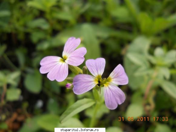 Fetitele mele dragi - daca tot veni vorba continuam cu florile . nu - PAGINI PERSONALE ! CINE SUNT EU ?