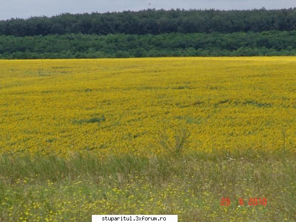 Floarea soarelui - Teiul, �n zona noastră(geografică - BAZA MELIFERA - PLANTE , ARBUSTI , ARBORI
