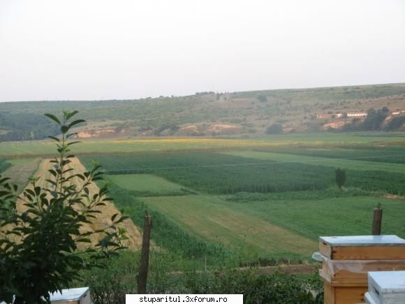 Floarea soarelui - A-nceput de ieri s-apara, Astazi s-au mai - BAZA MELIFERA - PLANTE , ARBUSTI , ARBORI