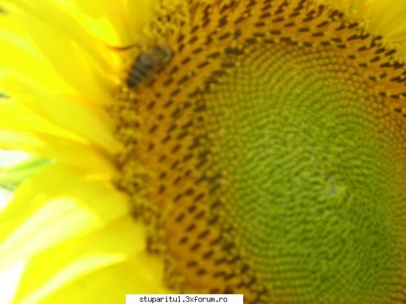 Floarea soarelui - Iata, aice cateva - BAZA MELIFERA - PLANTE , ARBUSTI , ARBORI
