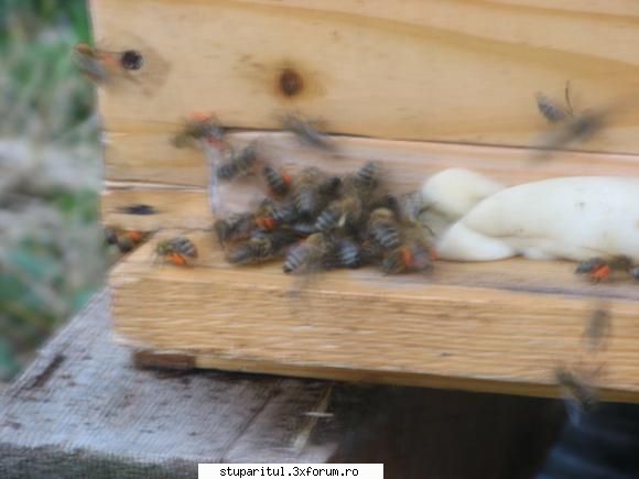 Floarea soarelui - Urdinisul l-am inchis ptr. ca am facut o proba - BAZA MELIFERA - PLANTE , ARBUSTI , ARBORI