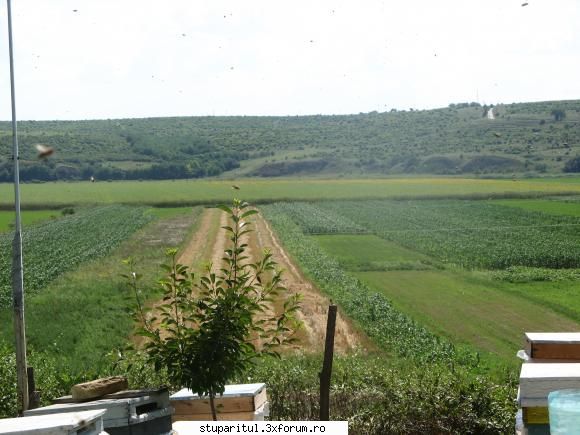 Floarea soarelui - O sa cumpar un flacon nou si voi repeta - BAZA MELIFERA - PLANTE , ARBUSTI , ARBORI