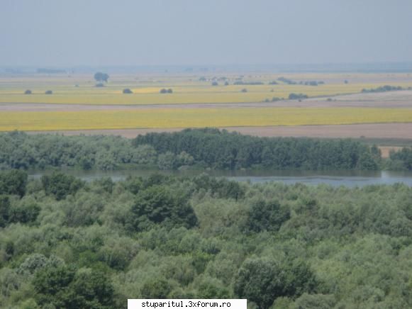 Floarea soarelui - Balta Ialomitei,lanuri de floare in diferite - BAZA MELIFERA - PLANTE , ARBUSTI , ARBORI