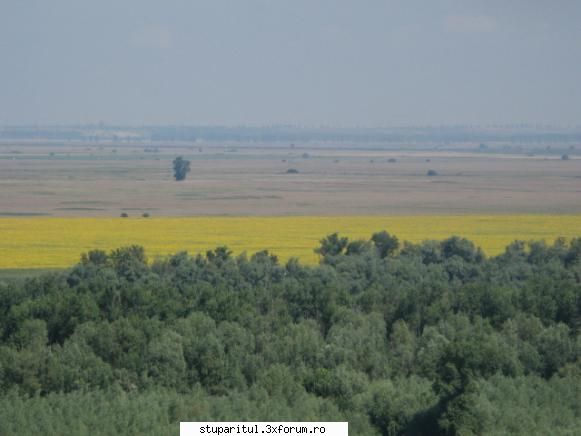 Floarea soarelui - In dreptul satului ,peste Dunare - BAZA MELIFERA - PLANTE , ARBUSTI , ARBORI
