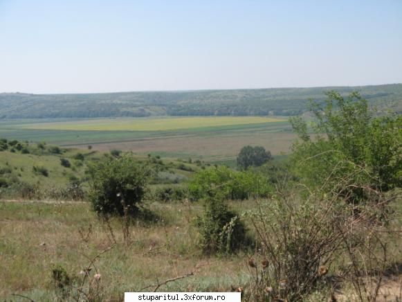 Floarea soarelui - Aici vreo 30 ha ,langa vatra - BAZA MELIFERA - PLANTE , ARBUSTI , ARBORI