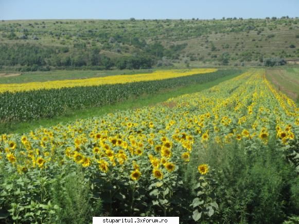 Floarea soarelui - Culturi intercalate ,ar mai fi 10-15 ha - BAZA MELIFERA - PLANTE , ARBUSTI , ARBORI