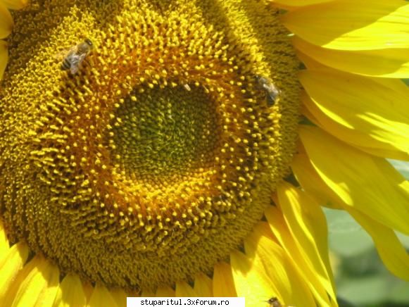 Floarea soarelui - Albina lucreaza ,dar - BAZA MELIFERA - PLANTE , ARBUSTI , ARBORI