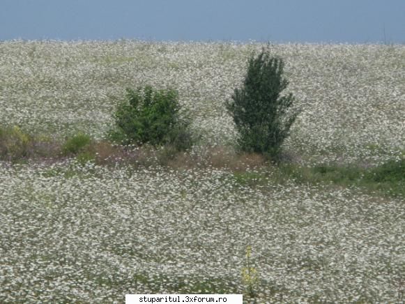 Floarea soarelui - Pe dealuri o noua explozie florala - BAZA MELIFERA - PLANTE , ARBUSTI , ARBORI