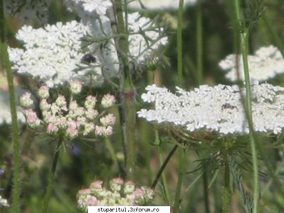 Floarea soarelui - TURITA,asa-i zice pe aici,adevarate lanuri ,cu - BAZA MELIFERA - PLANTE , ARBUSTI , ARBORI