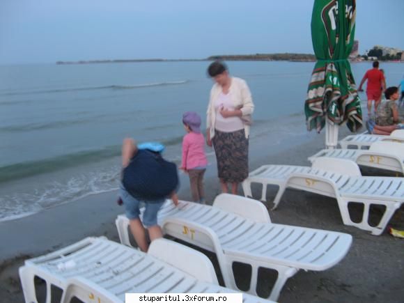 Floarea soarelui - La MAMAIA, seara - BAZA MELIFERA - PLANTE , ARBUSTI , ARBORI