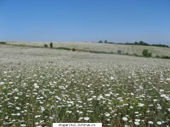 Floarea soarelui - Pacat ca nu sunt melifere,desi sunt vizitate - BAZA MELIFERA - PLANTE , ARBUSTI , ARBORI