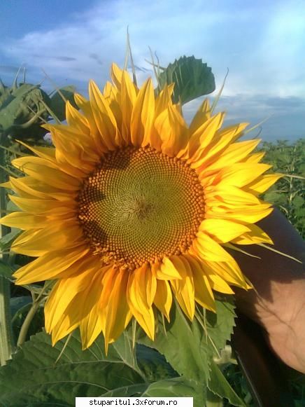 Floarea soarelui - vreau sa merg la floare dar nu stiu mai nimic - BAZA MELIFERA - PLANTE , ARBUSTI , ARBORI