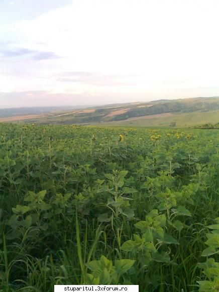 Floarea soarelui - asa arata lanul - BAZA MELIFERA - PLANTE , ARBUSTI , ARBORI