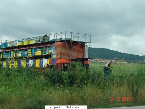Floarea soarelui - ioanpuiu - BAZA MELIFERA - PLANTE , ARBUSTI , ARBORI