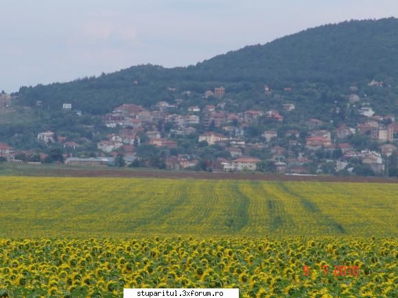 Floarea soarelui - �ntre el şi floarea asta era şoseaua - BAZA MELIFERA - PLANTE , ARBUSTI , ARBORI