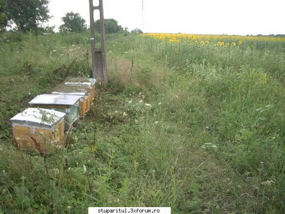Floarea soarelui - Gata...am dat lovitura. Inund piata cu miere - BAZA MELIFERA - PLANTE , ARBUSTI , ARBORI