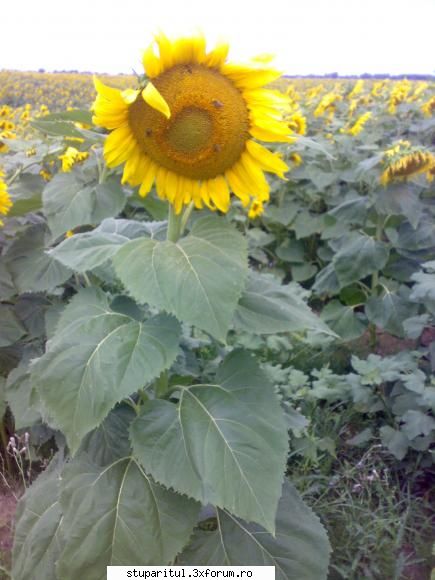 Floarea soarelui - Pai ... acum am verificat daca aveau ceva in - BAZA MELIFERA - PLANTE , ARBUSTI , ARBORI