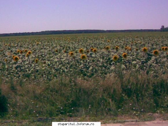 Floarea soarelui - astazi la intrare in Gradistea dinspre - BAZA MELIFERA - PLANTE , ARBUSTI , ARBORI