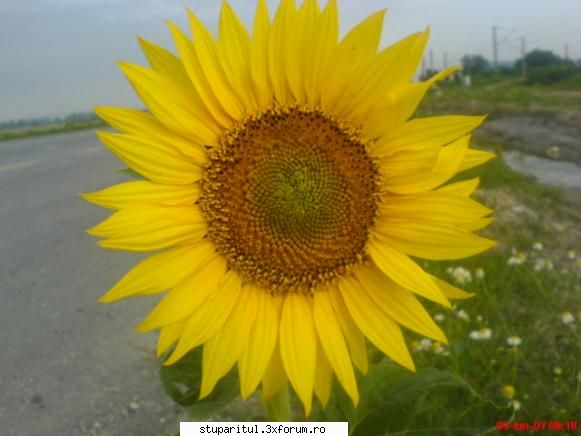 Floarea soarelui - ca tot se vorbeste de floare, o poza de pe 9 - DISCUTII APICOLE DIVERSE