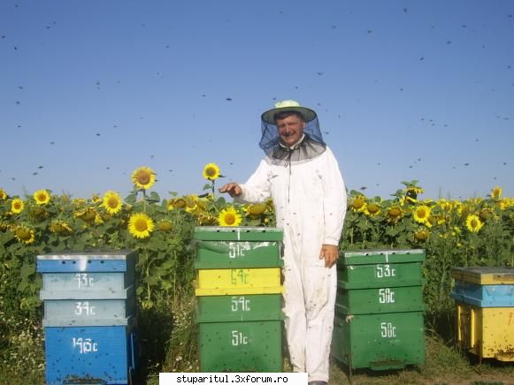 Floarea soarelui 2007 - Numai suedezii sa aiba "zgarie nori?" la 3 zile - POZE