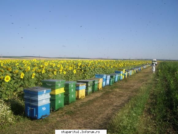 Floarea soarelui 2007 - Zip2006 - POZE