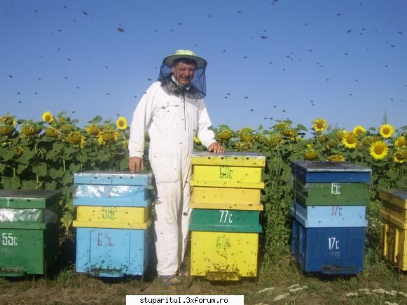 Floarea soarelui 2007 - Alt zgarie nori - POZE