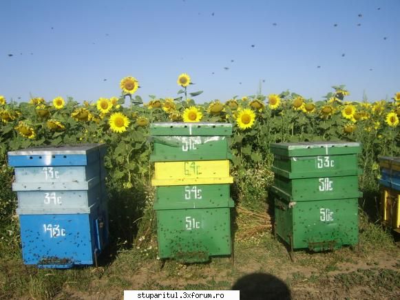 Floarea soarelui 2007 - Dar joi vineri ii voi usura - POZE