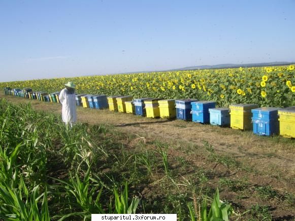 Floarea soarelui 2007 - Inspectoru` isi face rondu` - POZE