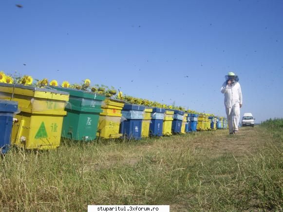 Floarea soarelui 2007 - Cei de pe mijloc s-au cam depopulat dar sunt full - POZE