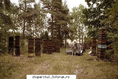 Floarea soarelui 2007 - eu am folosit-o anul asta, dar daca o tin in - POZE