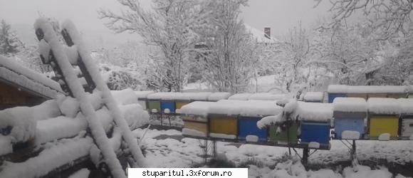 Florin - stupi inveliti cu zapada - PAGINI PERSONALE ! CINE SUNT EU ?