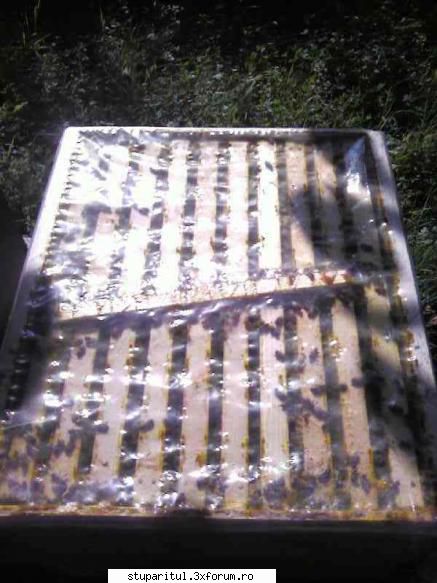 Folia; PRO &CONTRA - cristi-serban - INTRETINEREA ALBINELOR