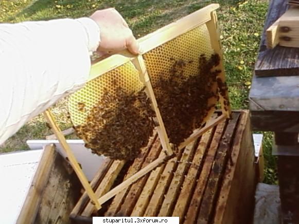 Folositi rama claditoare ? - Acusi sunt de scos , capacite frumos - INTRETINEREA ALBINELOR